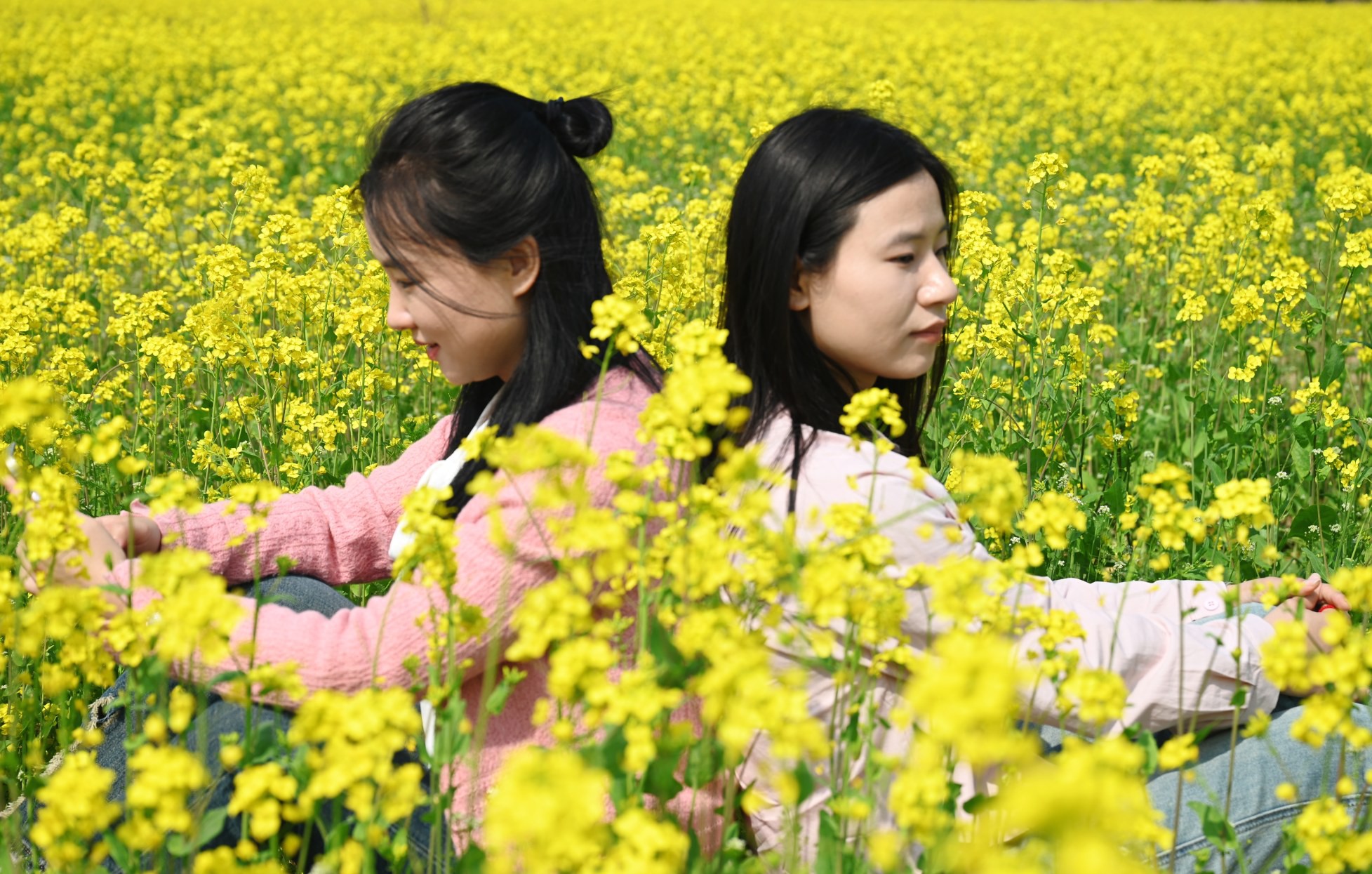 定州：油菜花开景色美 田园风光醉游人