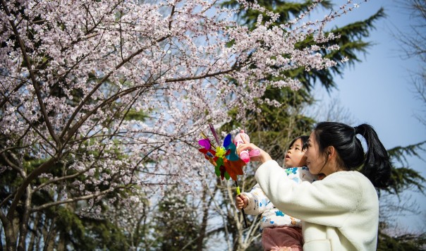 定州：桃花盛开景色美 市民踏春『打卡』来