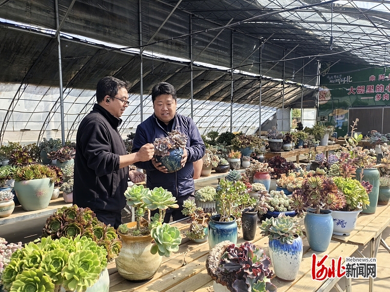 促进民营经济高质量发展·超能量的“中小微”｜“多肉王国”里长出致富“梦工厂”