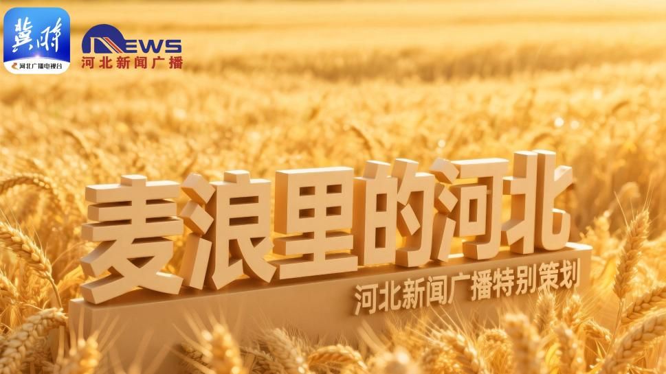 麦浪里的河北 | 黄骅的旱碱麦丰收了！