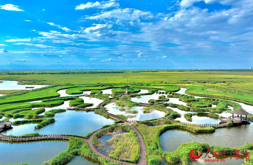 南大港湿地风景。人民网记者 方童摄