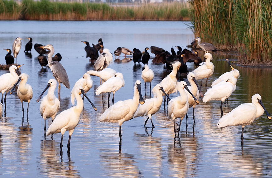众鸟栖息南大港湿地。宋文峰摄