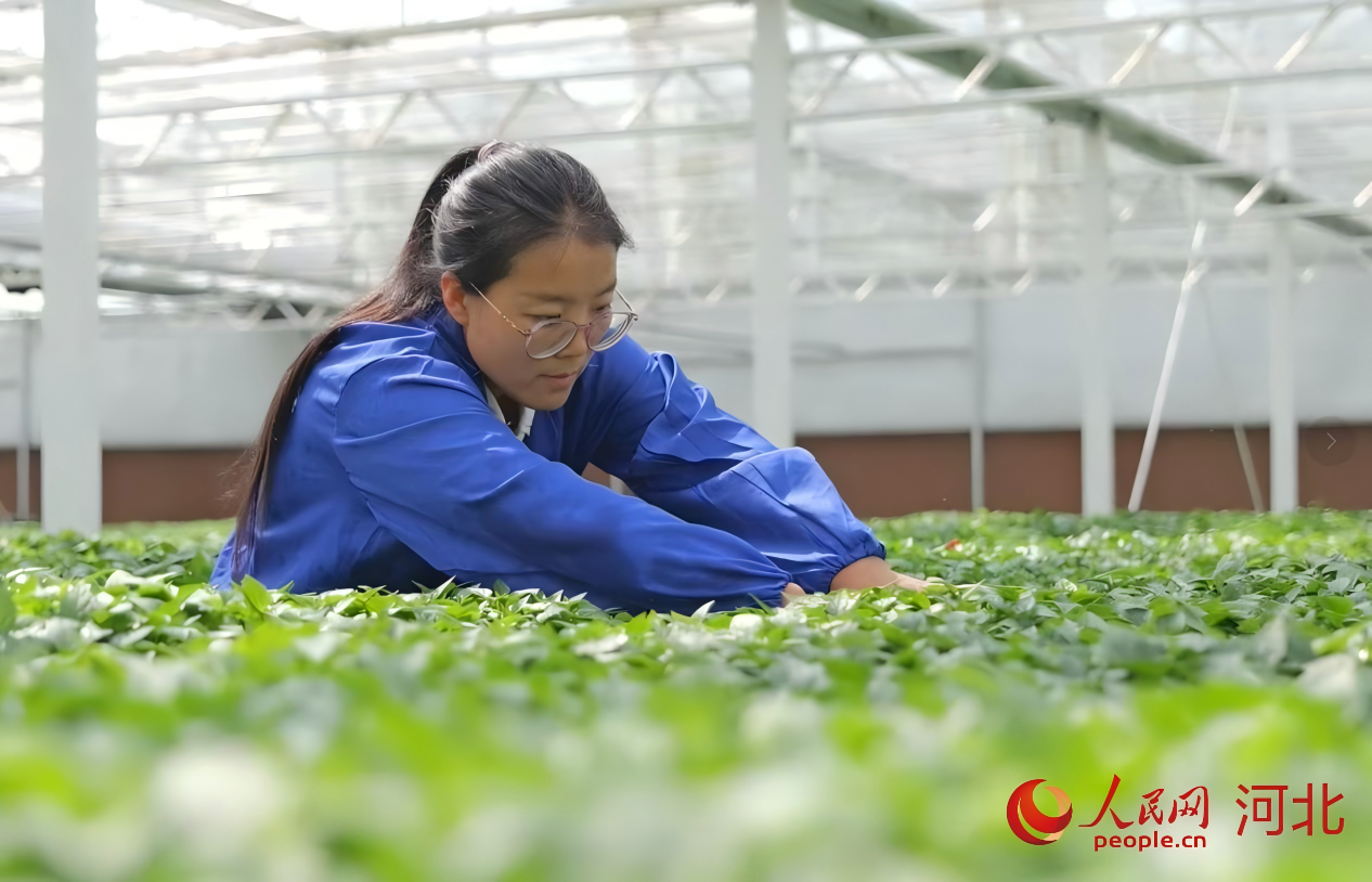 张莎莎在大棚内查看秧苗的长势情况。人民网记者 方童摄