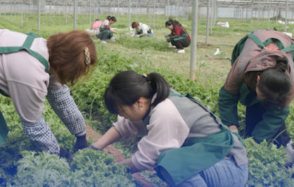 新鲜搭子已就位！固安4000亩蔬菜基地当天采摘 当天加工 当天上桌