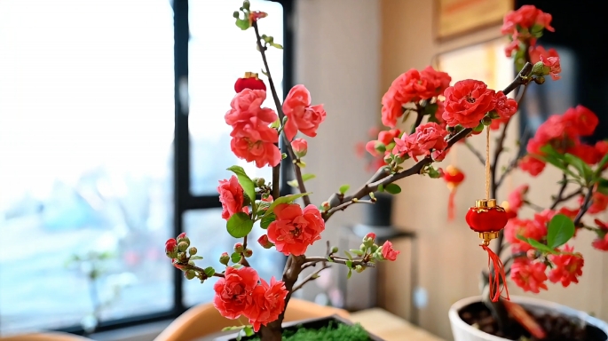 网络中国节·春节 | 海棠花开迎新春