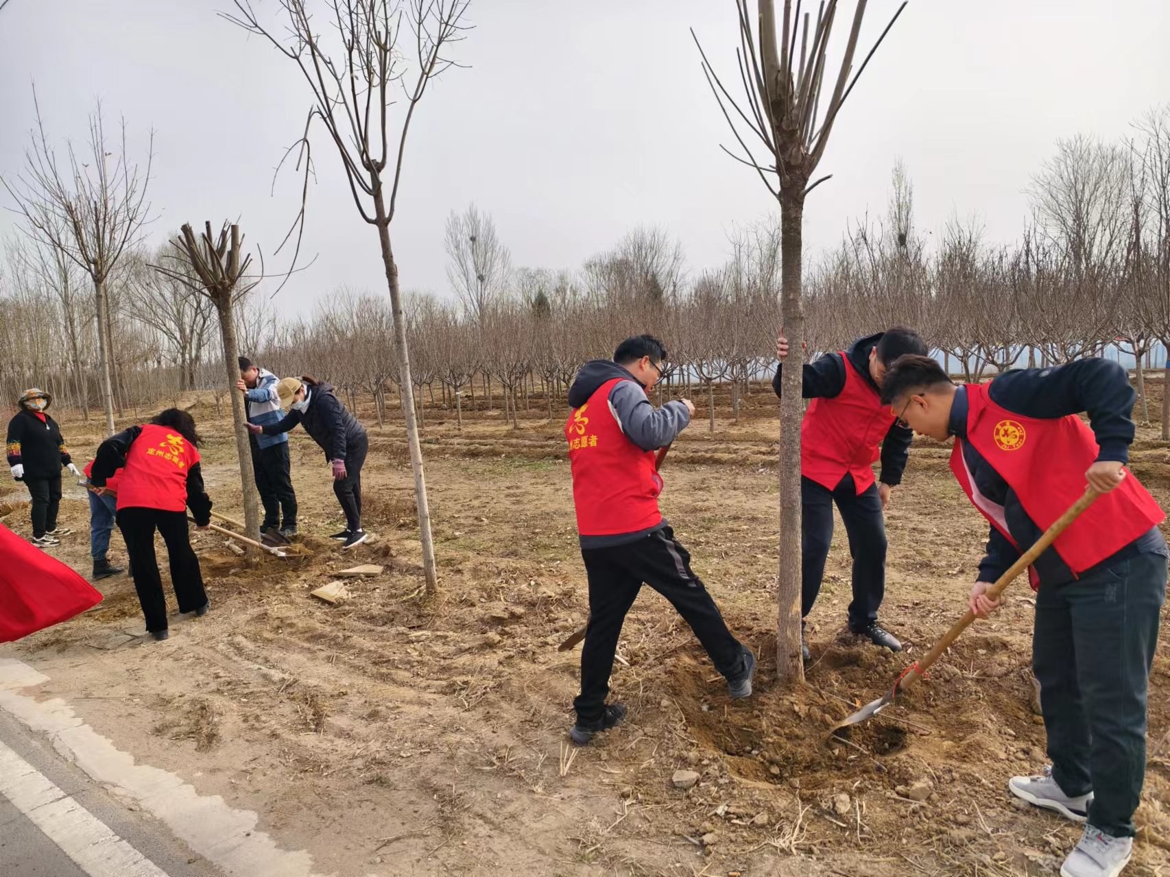 定州大辛庄镇：植树增添新绿 共建美好家园