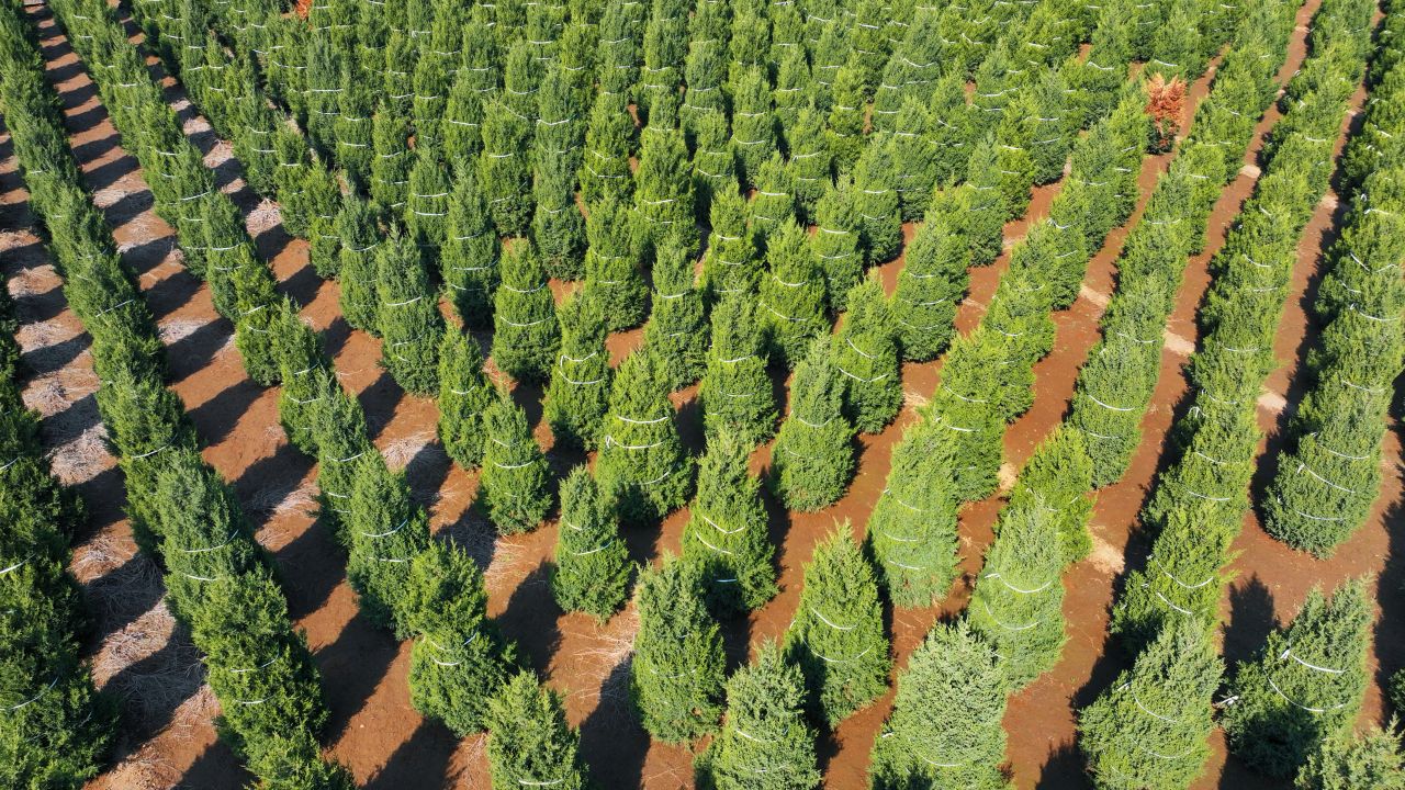 乡村行·看振兴 | 定州市大辛庄镇齐堡社区：“路旁经济”扮靓乡村促振兴
